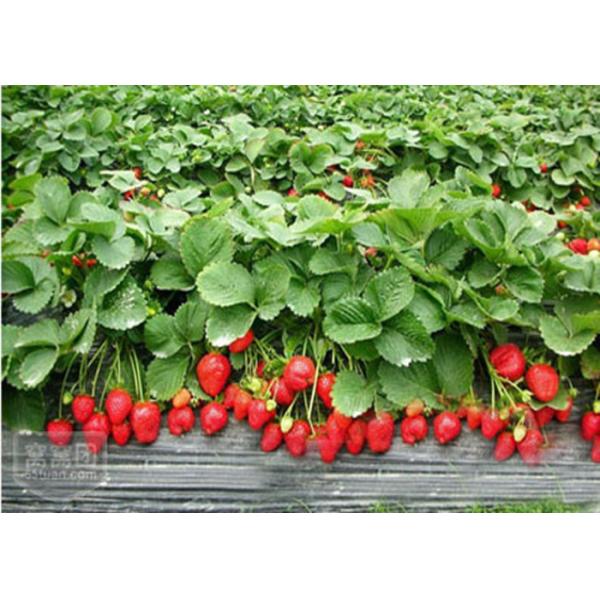 O ácido aminado de 70% baseou o adubo solúvel em água do adubo 100%