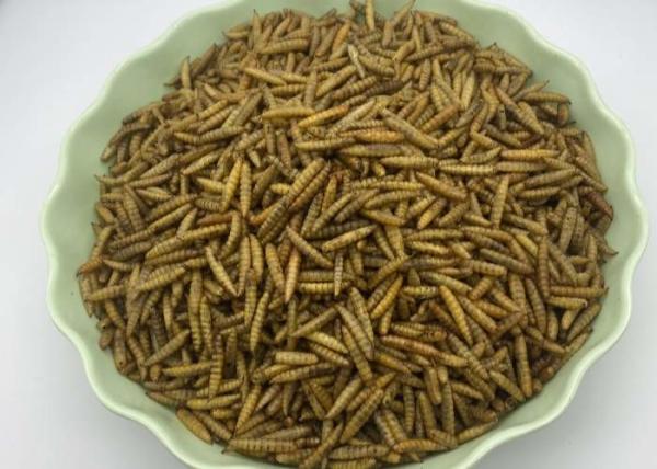 Black Soldier Fly Protein Nutritious Insect Feed for Livestock Farming