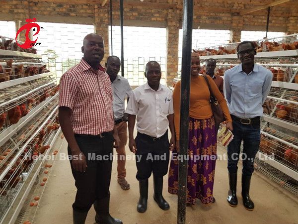Наиболее популярный тип куриный слой батарейная клетка для продажи в Уганде 20000 птиц Звезда