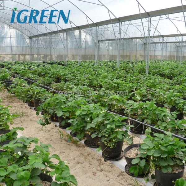 2m Column Commercial Vegetable Greenhouse with Rain Gutter