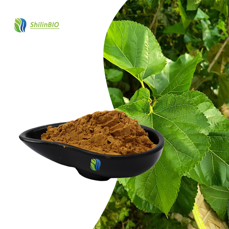 High Quality 10:1 20:1 Mulberry Leaf Extract Powder Food Grade Herbal Extract
