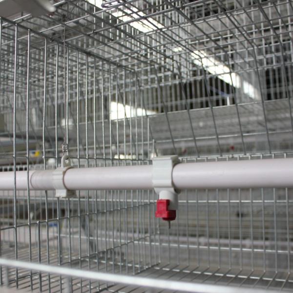 A Type Layer Manure Cage Hot Dip Galvanized Cage Broiler On Poultry Farm