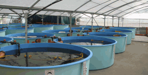 Интерес стерилизатора нержавеющей стали ультрафиолетов для водоочистки бассейна