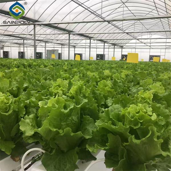 Multispan Lettuce Work Greenhouse With NFT Hydroponic Growing Systems