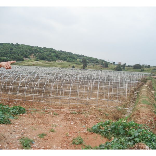 Agricultural Single-Span Tomato Greenhouse Frame PE Plastic Film for Plant Growth