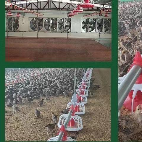Automatic Animal Feeders Poultry Farm Feeding Line Chicken Feeding and Drinking System