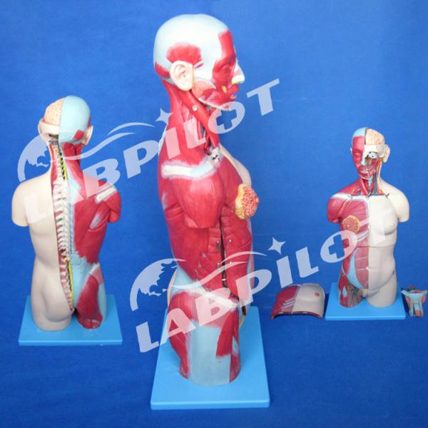 Advantage of 333 Numbered Positions Human Anatomy Torso Model with Muscles and Organs