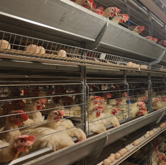 High-rise Multi-tier Hot-dip Galvanized Layer Cage System for Automated Poultry Farming