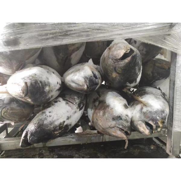 Frozen Seafoods Fish 20kg Up Raw Material Yellowfin Tuna