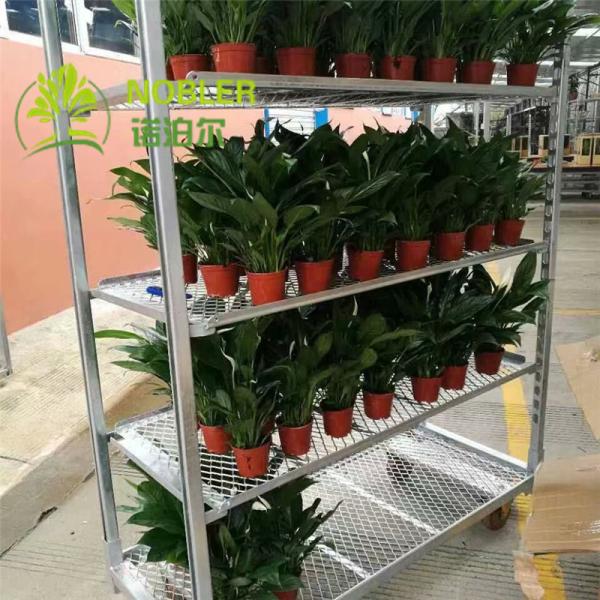 表示のためにカスタマイズされる金属板のオランダの花のトロリー