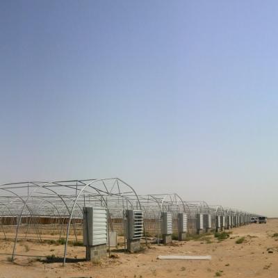 PE Cooling System Agricultural Greenhouse Flower Growing Galvanized Steel Greenhouse