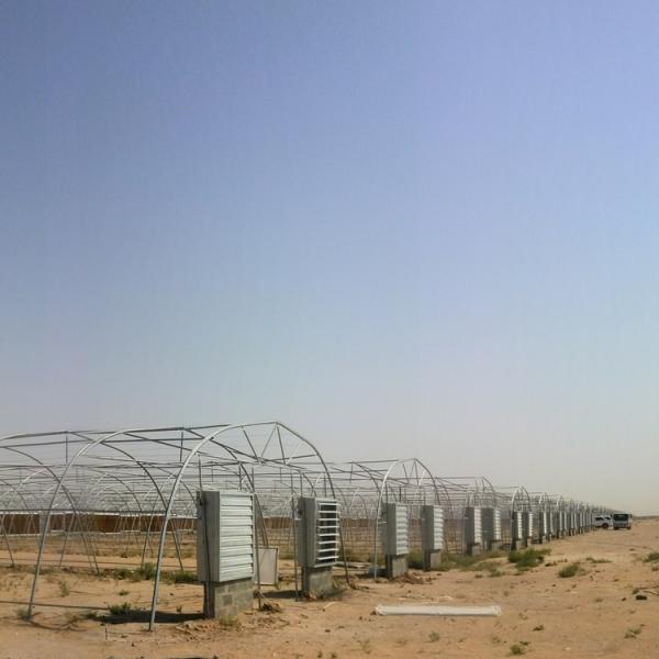 PE Cooling System Agricultural Greenhouse Flower Growing Galvanized Steel Greenhouse