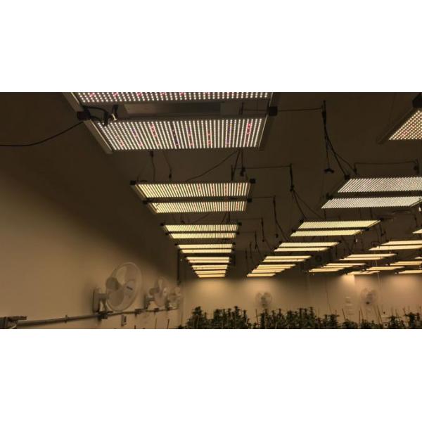 доска инфракрасн Сеула UVA Кванта 630W Samsung LM301H Osram приведенная вырасти света
