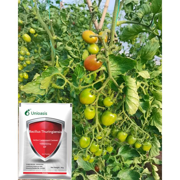 WP Bt Bacillus Thuringiensis Organic Vegetable Safe Insecticide Spray 16000 Iu/Mg