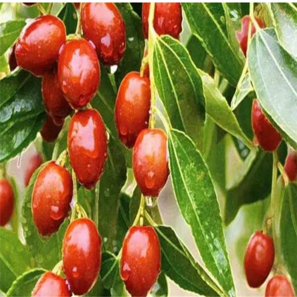 Adubo do ácido aminado com suplemento ao magnésio do cálcio