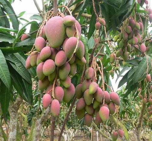 Органический напудренный хелат аминокислоты окиси магния для засаживать фруктовых деревьев