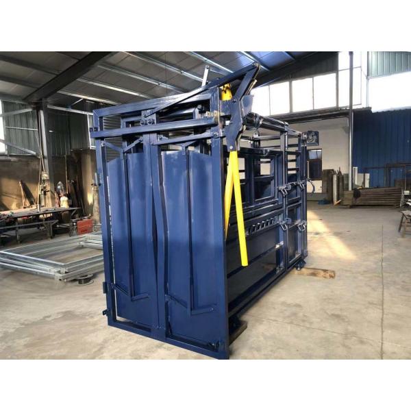 Blue Colour Painting Australia Standard Vet Cattle Crush Painting