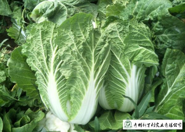 Japan Standard Fresh Chinese Cabbage No Pesticide Residue Apply To Supermarket