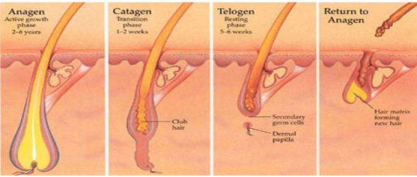 100000 Shots Hair Removal IPL Spare Parts Xenon Flash Lamp