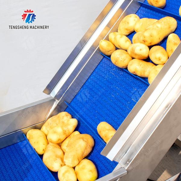 Brush washing and hoisting production line Ginger Potato Carrot Taro Sweet potato Yam processing production Machine