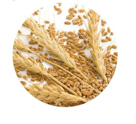25kg de farine de gluten de blé vital biologique en poudre protéinée pour pizza, pâtes, boulangerie, pain