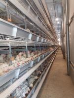 La alimentación de alta densidad y la productividad se aumentan con las jaulas de pollo galvanizadas de capas.