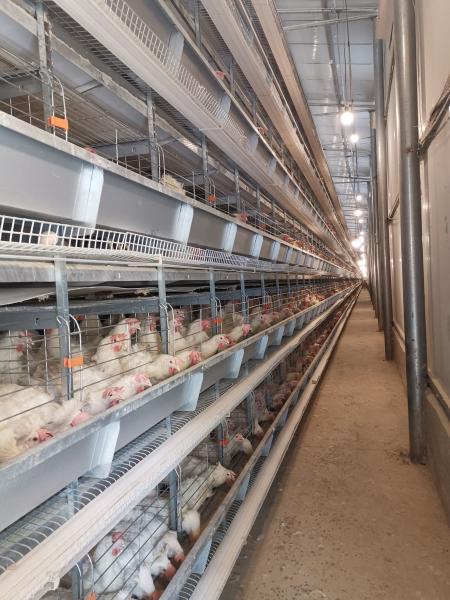 Cage de frango para fácil acesso e limpeza para cuidado de pintos pequenos