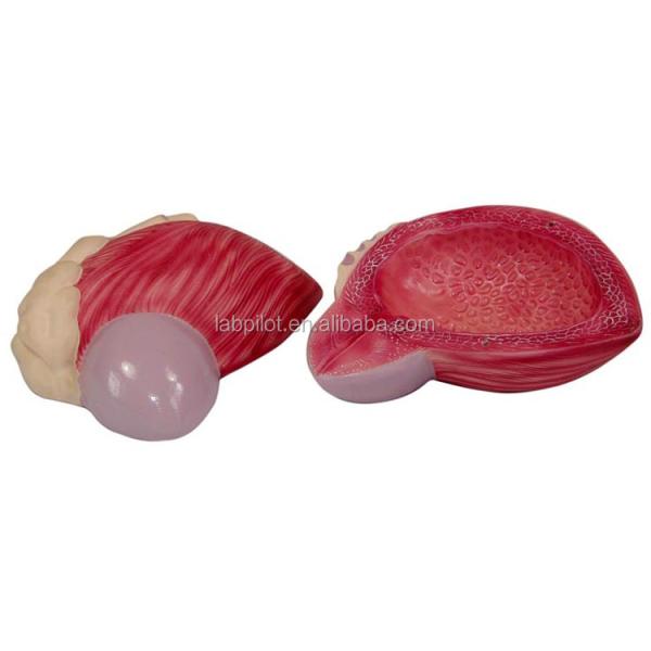 Advanced PVC Human Male Urinary Bladder Anatomical Model for Medical Professionals