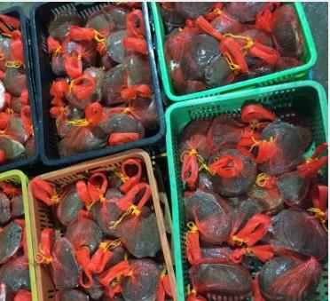 Estrutura contínua material para o delicado - tartaruga descascada dos PP do PE dos sacos de rede da malha do supermercado