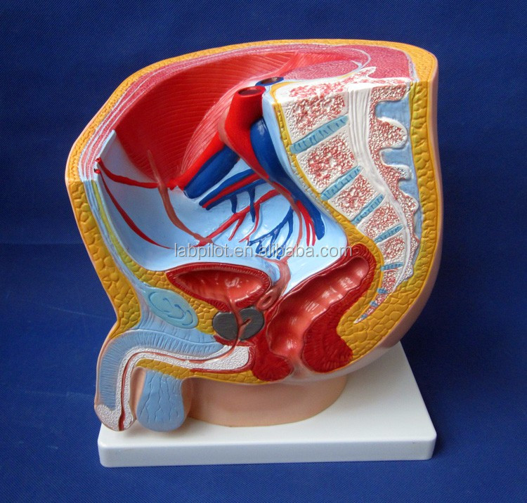 Reproductive Organs Anatomy Teaching Median Saggital 2-Parts Male Pelvic Cavity Model
