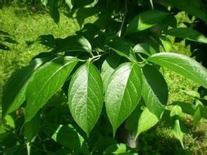Eucommia Ulmoides P.E. Chlorogenic acid 30%,98%, CAS No.: 327-97-9, Antioxidant, anti-aging, enhance immune,