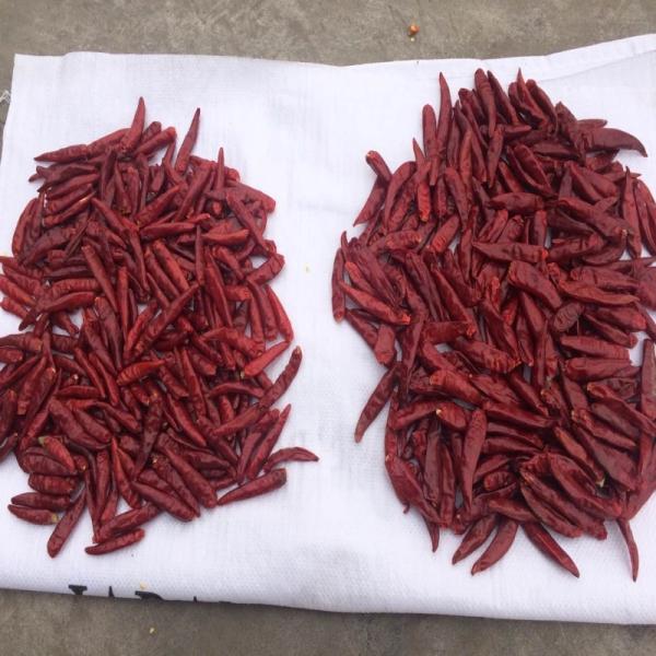 100g Tianjin secou a temperatura ambiente picante dos pimentões vermelhos