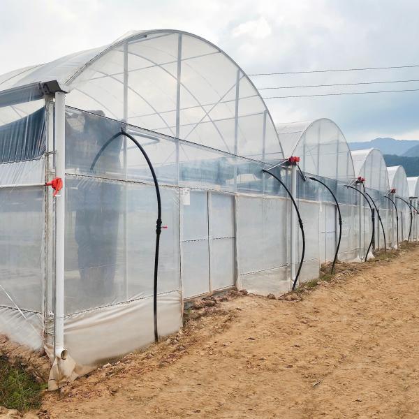 Os projetos Turnkey instalaram estufas agrícolas do Multi-período hidropônico comercial da casa verde de filme plástico