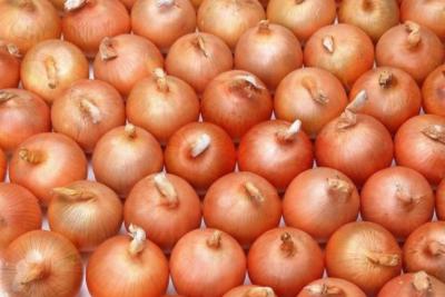 Restaurant Aging Resistance Natural Fresh Onion