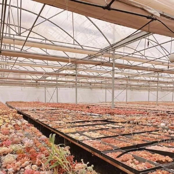 Multi-Span Tunnel Po Film Greenhouse 30 Days Return Refunds US Currency Greenhouse