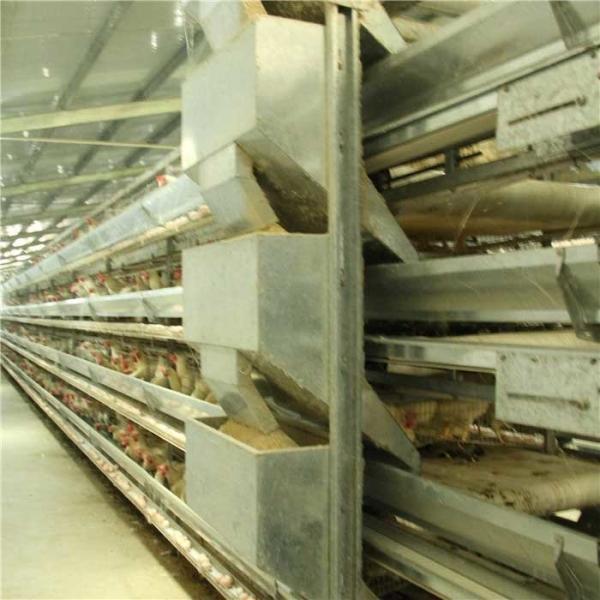 Автоматические фидер птицефермы и пьяница, стальное оборудование повышения цыпле