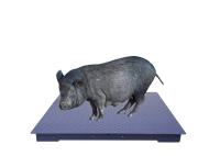 Le plancher résistant mesure la haute précision les échelles que portatives de plancher saupoudrent enduit
