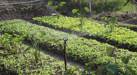 1/2'' Male Butterfly Water Sprinkler / Micro Drip Sprinklers 0-360 Gear Drive