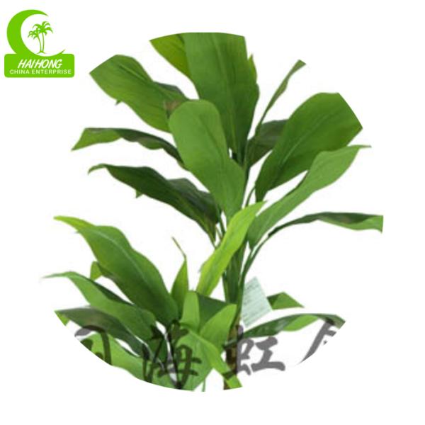 Dracaena Cornstalk Cracaena высококачественный искусственный с реальными листьями касания для горячей продажи