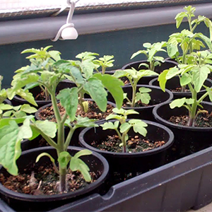 Commercial Aquaponics Growing Systems Agricultural Greenhouse Indoor Hydroponics Plant Net Basket Hydroponic Vegetable