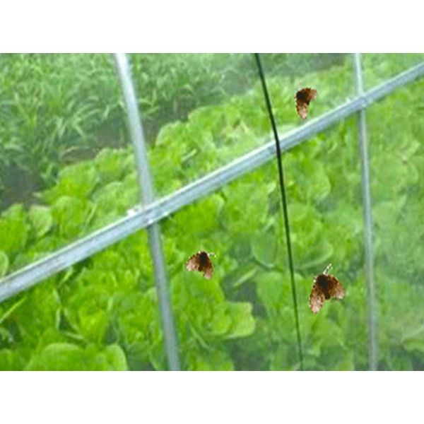 3m Insect Net Mesh 50 Mesh To Protect Fruits Bug Mesh Netting