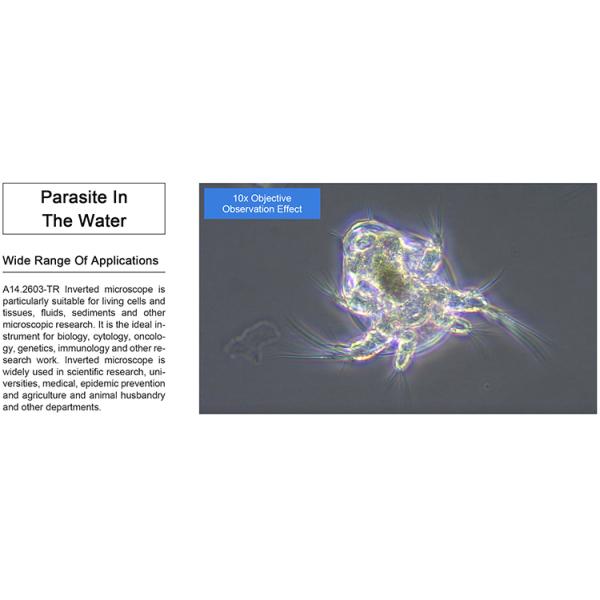 A14.2603-TR Lab Biological Inverted Optical Microscope Large Diameter Quintuple Nosepiece