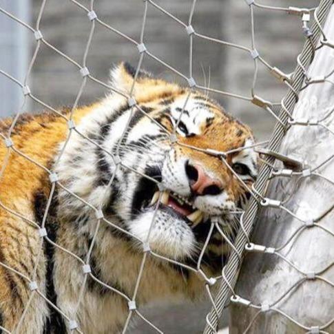 Stainless Steel Zoo Mesh Fence High Strength Wire Rope Net