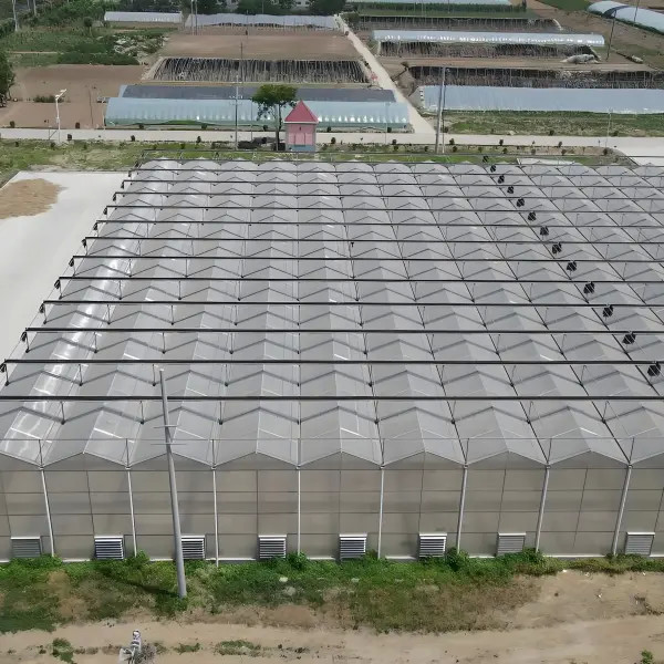Agricultural Polycarbonate Venlo - type Greenhouse for Pansy Planting