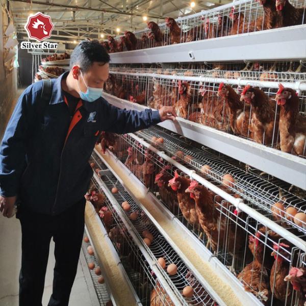 A Frame Hot Galvanized Layer Battery Chicken Cage 160 Birds