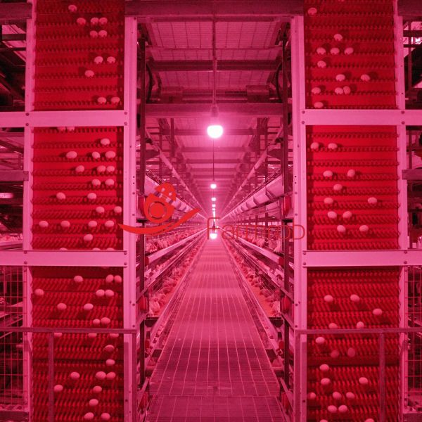 60000 Layer Chicken Cage System Offering Automated Feeding and Drinking Systems for Modern Poultry Farms