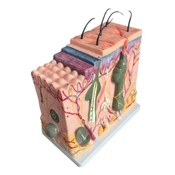 Human Structure 3D Skin Anatomy Model For Science Classroom Study Display Teaching