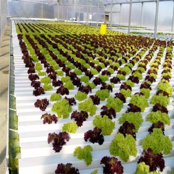 Invernadero de policarbonato agrícola Venlo Sistema holandés de invernaderos para vegetales