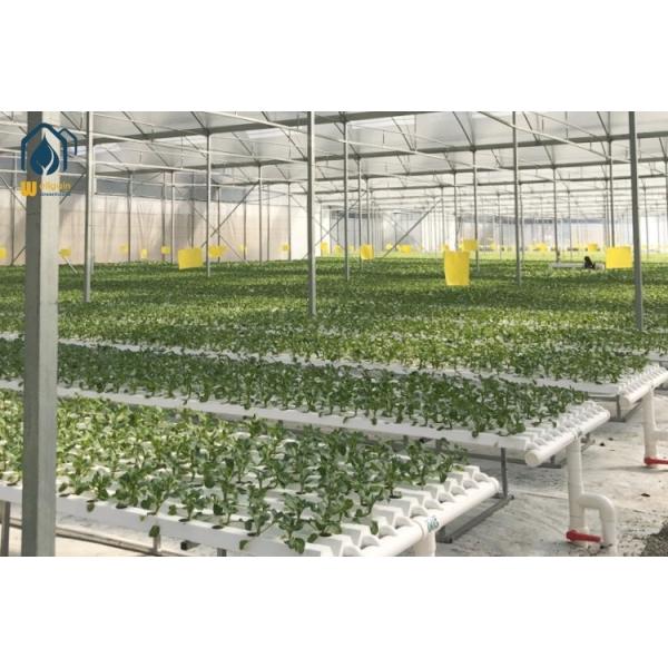 NFT Greenhouse Hydroponic System Customized Soilless Hydroponic Systems