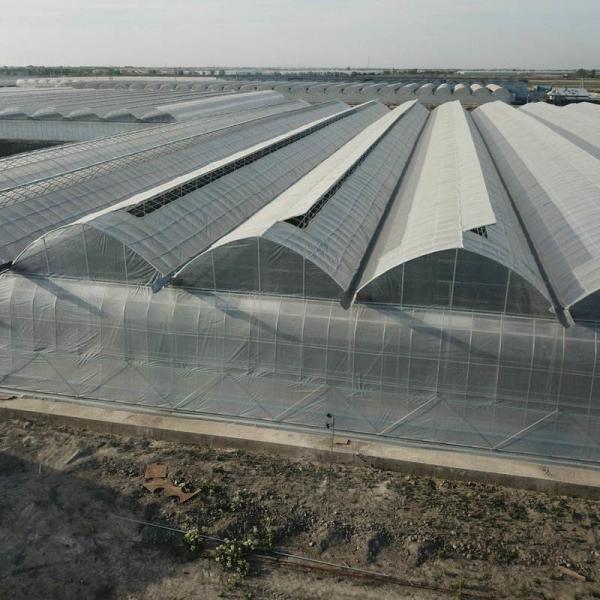 6m 7m 8m 9m Span Clear Plastic Film Greenhouse Vegetable Farming Tomatoes Pepper Lettuce